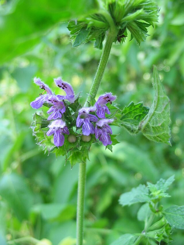 Ballota nigra / Cimiciotta comune